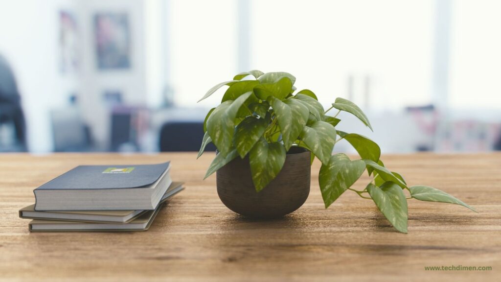Plant National Doctors’ Day Gift GuideThat Brighten Workspaces