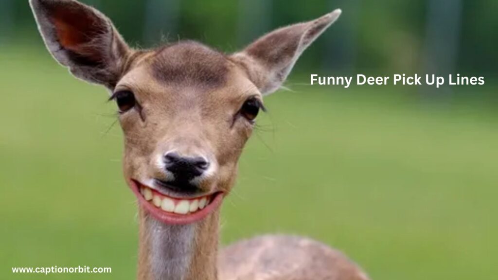 Funny Deer Pick Up Lines