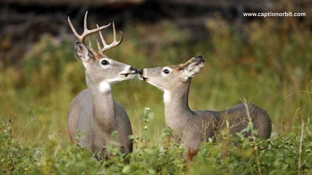 Romantic Deer Pick Up Lines